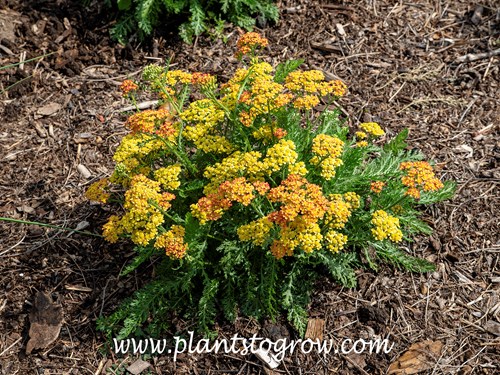 Yellow Terracotta' Yarrow (Achillea millefolium)
This Yarrow forms nice compact mounds of foliage with shorter flower stalks.